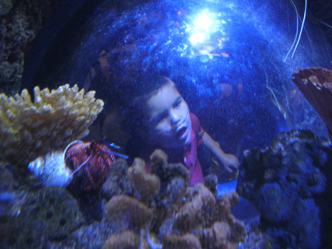 Rudy was fascinated by the fish in the aquarium!