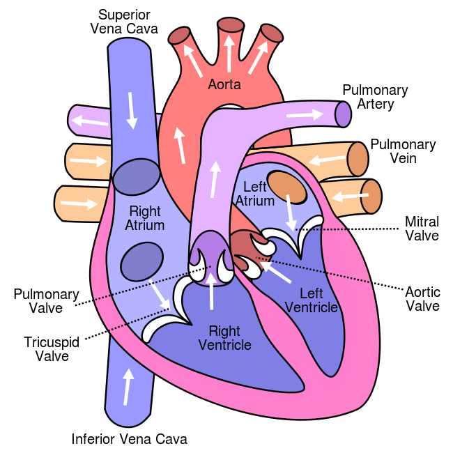 Diagram of a full, healthy human heart.