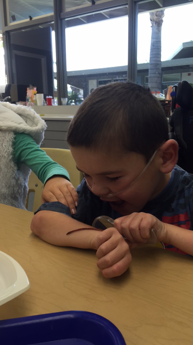 Examining a worm in science...