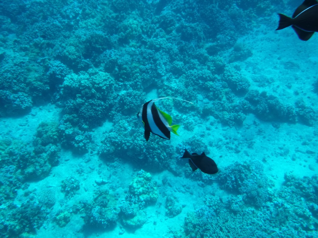 Rudy's view of the fish!